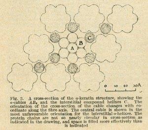 Coiled-coil illustration from Pauling and Corey's Nature publication of January 10, 1953.