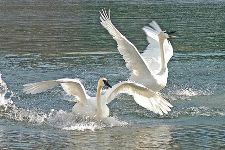 Swans dancing