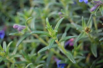 Lithodora diffusa Leaf (16/11/2013, Kew Gardens, London)