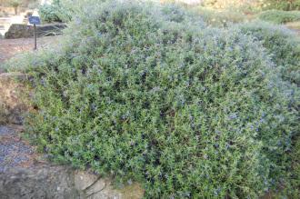 Lithodora diffusa (16/11/2013, Kew Gardens, London)