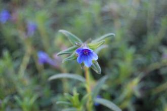 Lithodora diffusa Flower (16/11/2013, Kew Gardens, London)