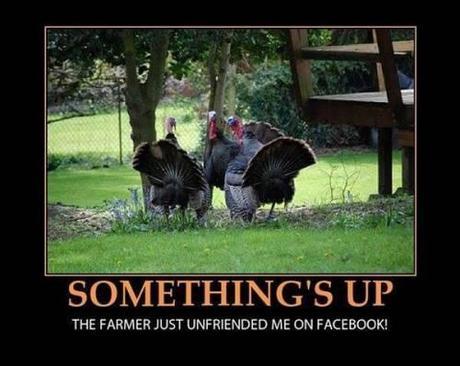 Turkeys-dont-like-Thanksgiving