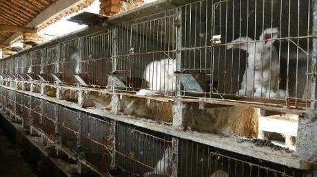 This undated handout image received on November 20, 2013 from animal rights group PETA (People for the Ethical Treatment of Animals) and taken at an undisclosed location in China shows angora rabbits in cages.