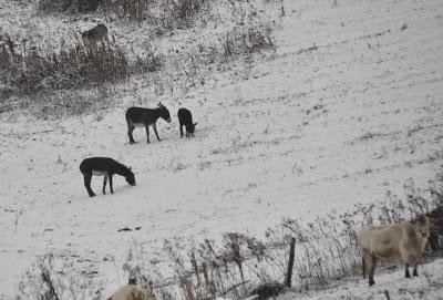 Snow Pictures from Wednesday