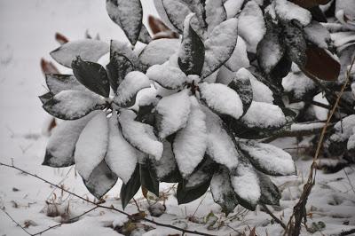 Snow Pictures from Wednesday