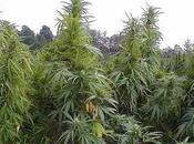 Bill Introduced Arizona Legalize Marijuana Recreational