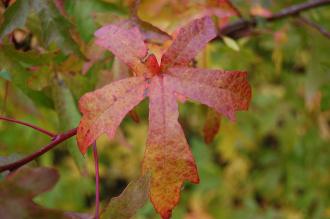 Liquidambar orientalis Autumn Leaf (16/11/2013, Kew Gardens, London)