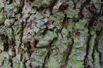 Liquidambar orientalis Bark (16/11/2013, Kew Gardens, London)