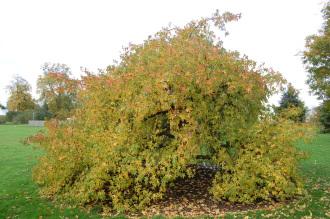 Liquidambar orientalis (16/11/2013, Kew Gardens, London)