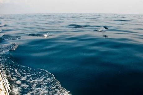 dolphins in the S China Sea