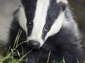 Badger Cull Called Gloucestershire