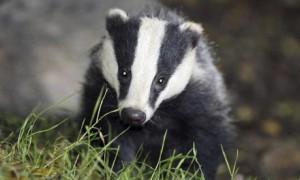 The collapse of the badger culling trial in Gloucestershire represents a humiliation for the government’s policy on reducing bovine TB. Photograph: Ben Birchall/PA