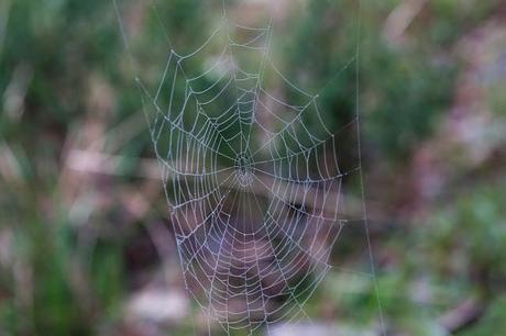 fragile cobweb