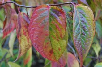 Stachyurus praecox Autumn Leaf (16/11/2013, Kew Gardens, London)