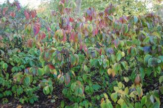 Stachyurus praecox (16/11/2013, Kew Gardens, London)