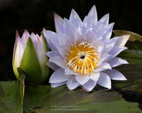 Marmorata Water Lily © 2013 Patty Hankins