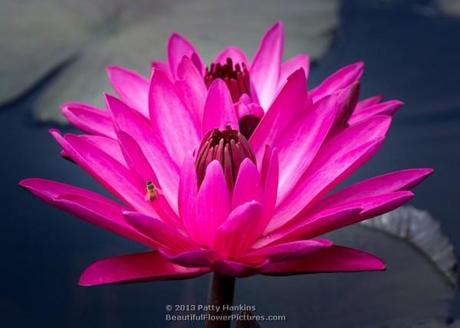 Catherine Marie Water Lily © 2013 Patty Hankins