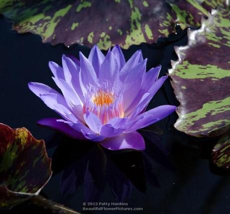 Eve's Solitaire Water Lily © 2013 Patty Hankins