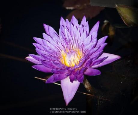 Ultraviolet Water Lily © 2013 Patty Hankins