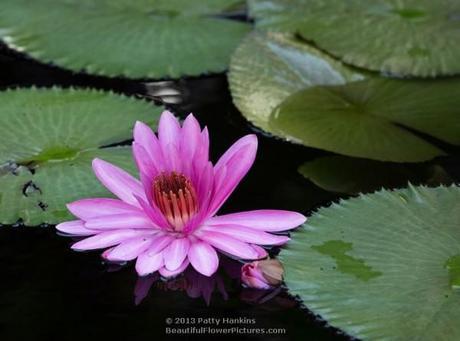 Mrs. George C Hitchcock Water Lily