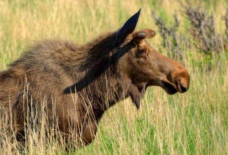 Moose in Potter Marsh Alaska