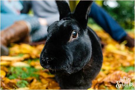 York Engagement shoot with rabbit