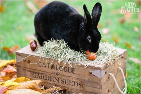 Black rex rabbit at engagement shoot in York