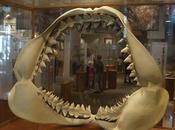 MEGALODON Raleigh Natural Science Museum, North Carolina: Jaws Giant Shark Close-Up