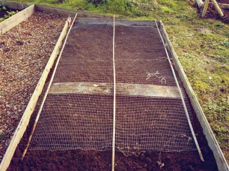 raised bed with wire mesh cover