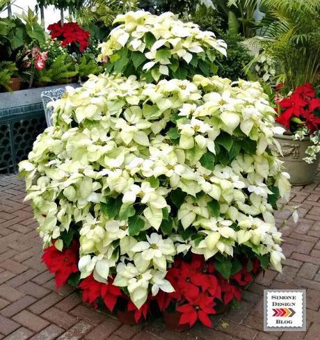 Simone Design Blog|Christmas Time is Here! Poinsettias at The Biltmore Conservatory