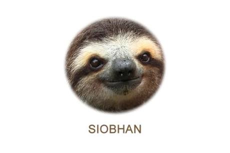 sloth, siobhan, sloth head