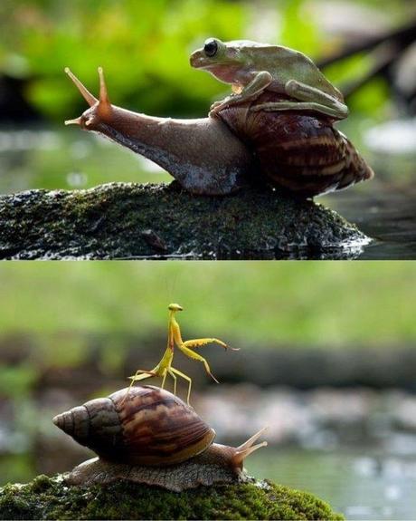 snail-gidiup