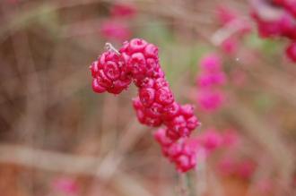 Symphoricarpos orbiculatus Berries (16/11/2013, Kew Gardens, London)