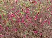 Symphoricarpos Orbiculatus