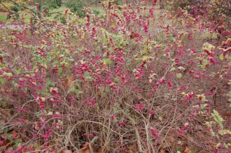 Symphoricarpos orbiculatus (16/11/2013, Kew Gardens, London)