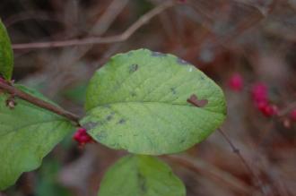 Symphoricarpos orbiculatus Leaf (16/11/2013, Kew Gardens, London)