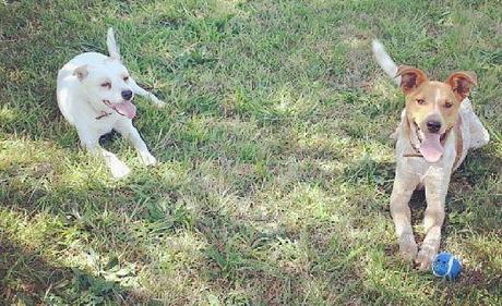 A New Home For Our Dog