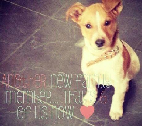 A New Home For Our Dog