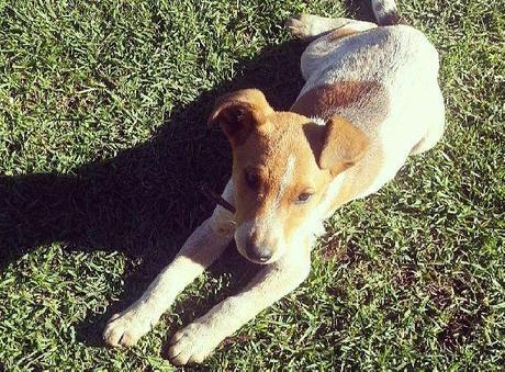 A New Home For Our Dog