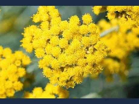 Helichrysum Italicum: the Flower of Immortality