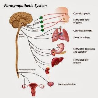 How Your Breath Affects Your Nervous System