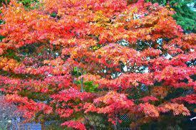 flowering tree