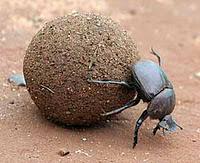 New Knight Commander of the Most Odiferous Order of Dung Beetles is...