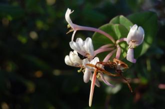 Lonicera implexa Flower (16/11/2013, Kew Gardens, London)