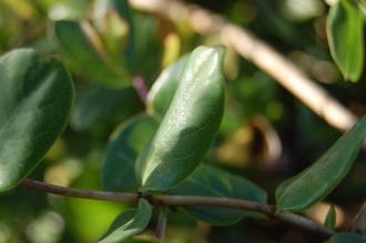 Lonicera implexa Leaf (16/11/2013, Kew Gardens, London)