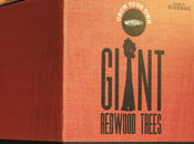 Giant Redwood Trees