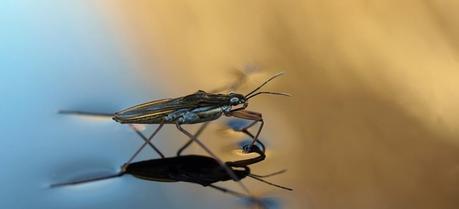 The proposed technology is based on the same principle that helps water striders move on the water surface.