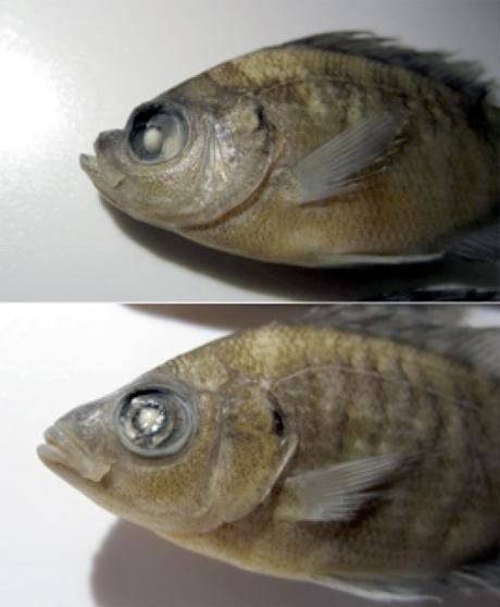 The head and mouth of a “pugnose” bluegill from Lake Sutton compared to a normal one.