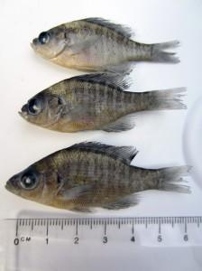 Two abnormal and one normal bluegill (Lepomis macrochirus) from Lake Sutton. The two on top had the craniofacial deformity called “pugnose” in which the mouth and jaws extend beyond the head while the head and mouth are compressed or shortened. A significant “under bite” is created as a result of a malformed cranial skeletal structure and gill cover. The bottom individual is normal.