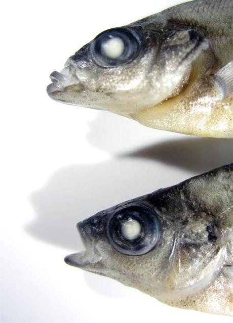 A close up view of the heads on the deformed and normal fish from the photo above. Note the extremely undersized mouth and gaping, deformed gill cover. The mouth is so small it made it difficult for the young fish to eat larger food.